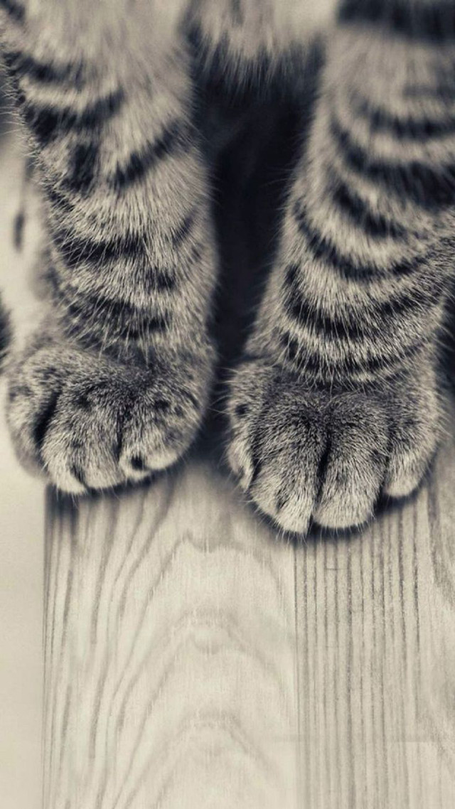Cat paw wooden floor background free wallpaper for mobile - medium preview image
