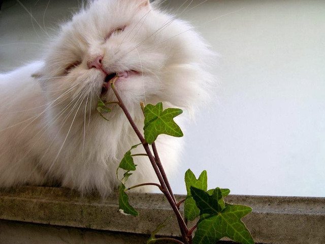 White cat smelling plant closed free wallpaper for desktop - medium preview image