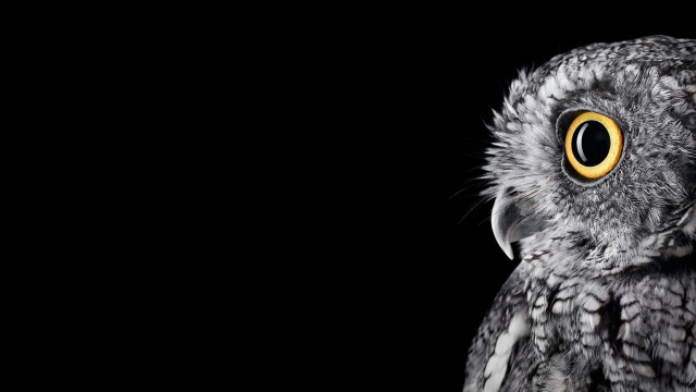 Bird closeup yellow eyes black #2 free wallpaper for desktop - medium preview image