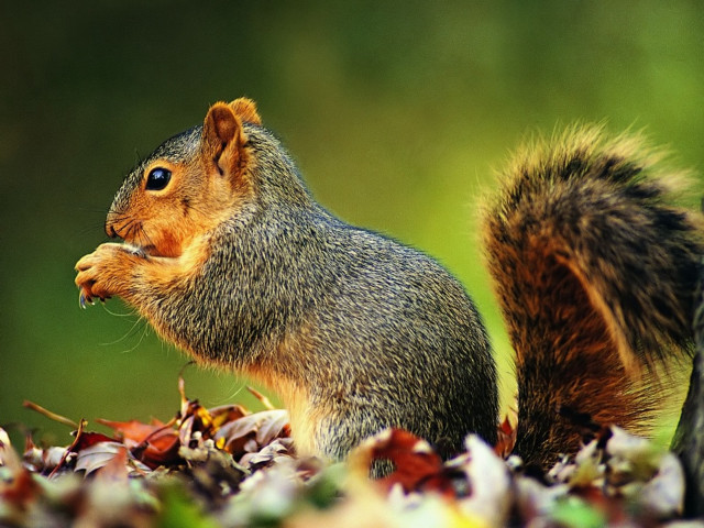 Squirrel eating nut field leaves #2 free wallpaper for desktop - medium preview image
