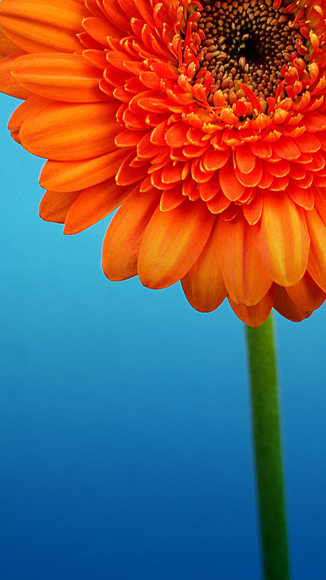 Orange flower blue background green free wallpaper for mobile - medium preview image