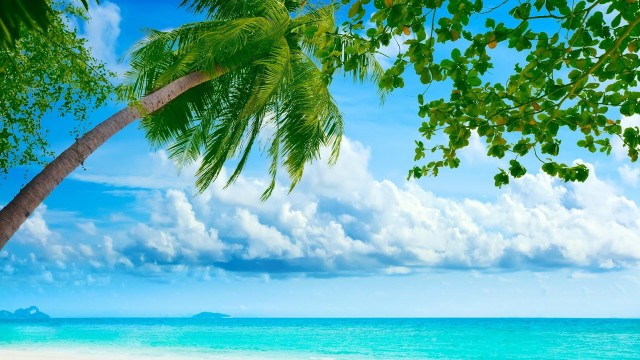 Palm tree beach blue sky #30 free wallpaper for desktop - medium preview image