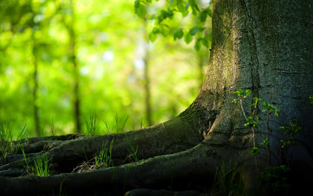 Exposed roots tree forest green #2 free wallpaper for desktop - medium preview image