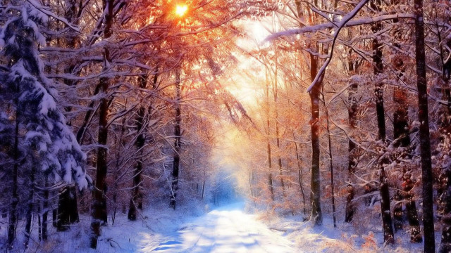 Snowy path forest sunlight trees #6 free wallpaper for desktop - medium preview image