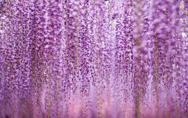 Purple flowers hanging ceiling building free wallpaper for desktop - medium preview image