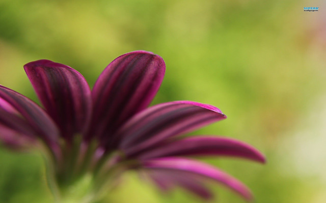 Purple flower closeup blurry background #7 free wallpaper for desktop - medium preview image