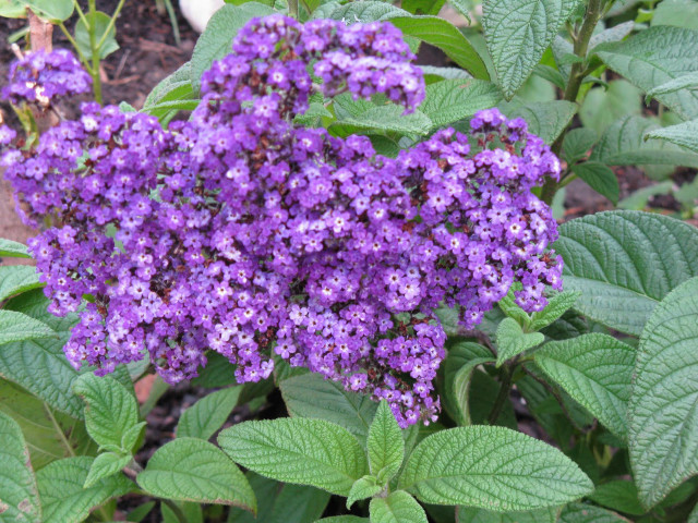 Purple flowers garden green leaves #3 free wallpaper for desktop - medium preview image