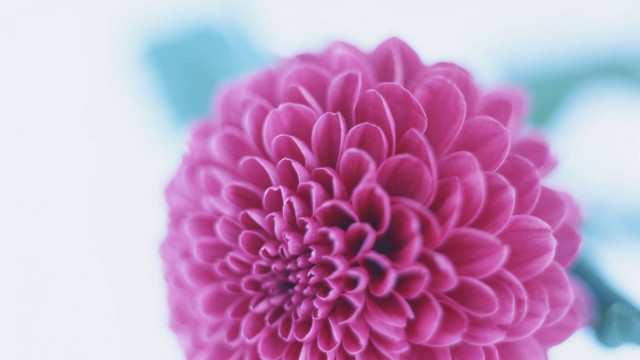 Pink flower green stem petals free wallpaper for desktop - medium preview image