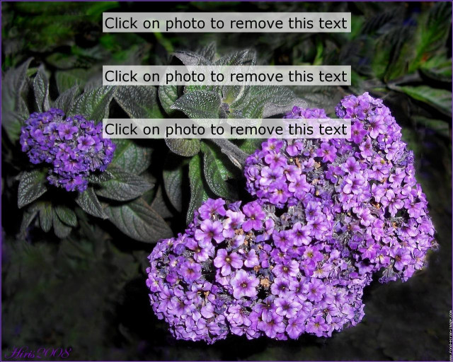 Purple flower click remove text free wallpaper for desktop - medium preview image