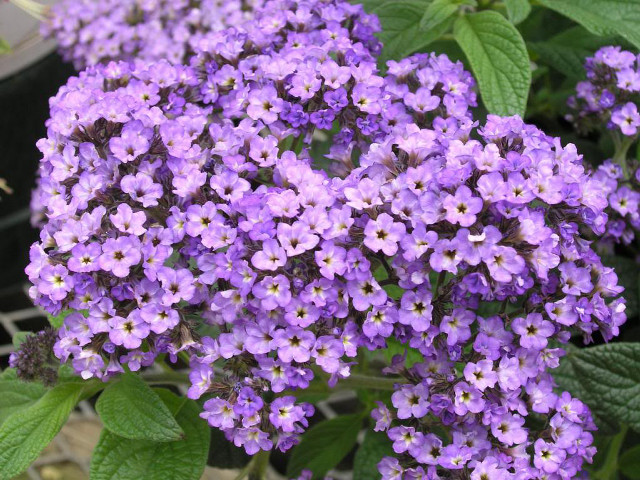Purple flowers pot ground blooming free wallpaper for desktop - medium preview image