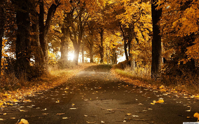 Road trees leaves sunlight nature free wallpaper for desktop - medium preview image