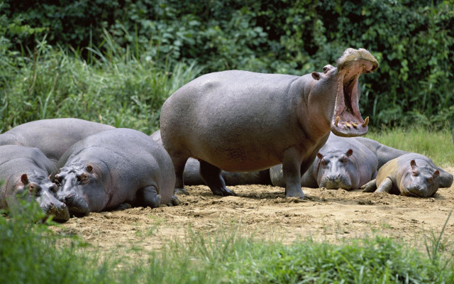 Hippopotamus opens mouth lying down free wallpaper for desktop - medium preview image