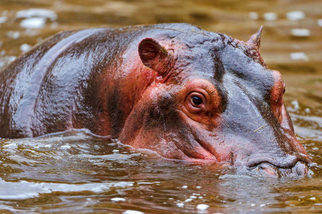 Hippo submerged water head above free wallpaper for desktop - medium preview image