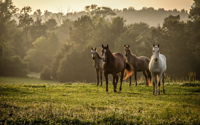 Horses field grass trees background free wallpaper for desktop - medium preview image
