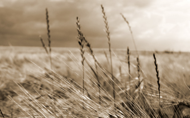 Black white grass field sky free wallpaper for desktop - medium preview image