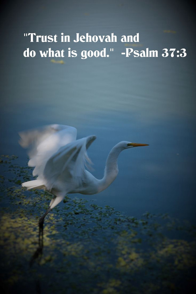 White bird over water bible free wallpaper for mobile - medium preview image