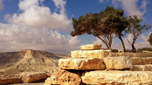 Tree growing on top rock free wallpaper for desktop - medium preview image
