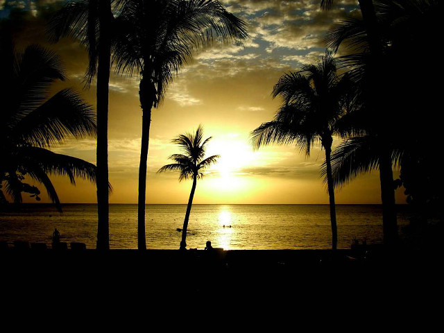 Sunset palm trees person bench free wallpaper for desktop - medium preview image
