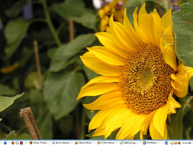 Sunflower bee field green leaves free wallpaper for desktop - medium preview image