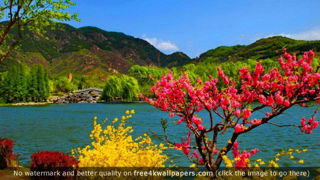 Lake tree flowers mountain autumn free wallpaper for desktop - medium preview image