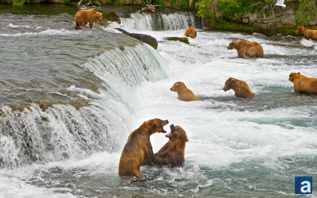 Bears playing waterfall fun nature free wallpaper for desktop - medium preview image