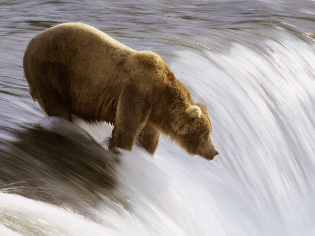 Bear waterfall rushing looking standing free wallpaper for desktop - medium preview image