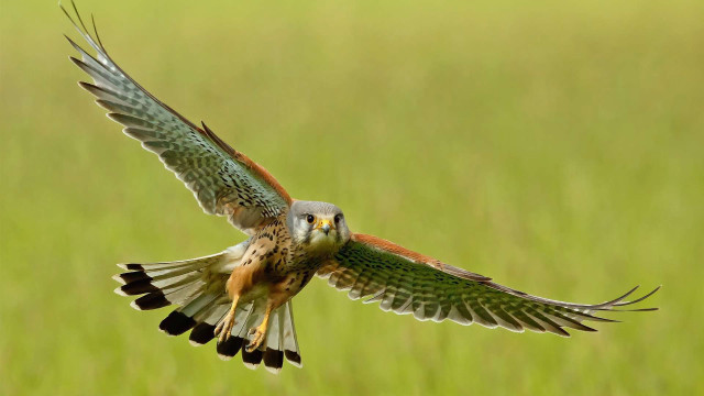 Bird flying wings spread field #2 free wallpaper for desktop - medium preview image