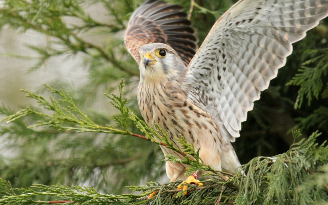 Hawk perched branch tree wings free wallpaper for desktop - medium preview image