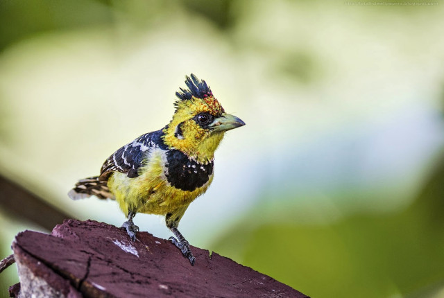 Small bird yellow black head #2 free wallpaper for desktop - medium preview image