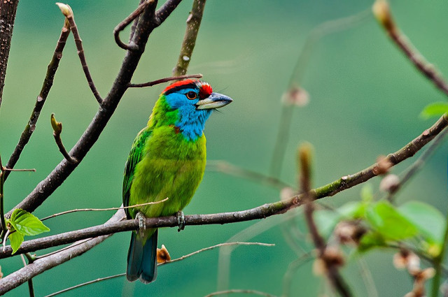 Colorful bird perched tree branch #6 free wallpaper for desktop - medium preview image