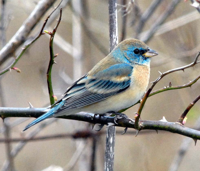 Blue bird sitting branch tree #7 free wallpaper for desktop - medium preview image