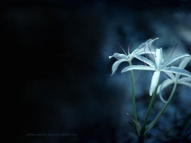 White flower dark background macro free wallpaper for desktop - medium preview image