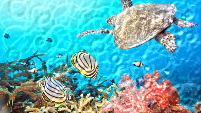 Turtle swimming coral reef fish free wallpaper for desktop - medium preview image