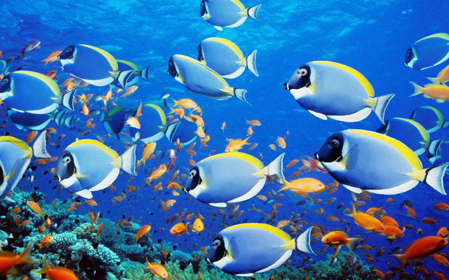 Fish group ocean coral reef #3 free wallpaper for desktop - medium preview image