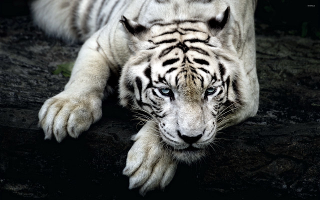 White tiger laying down marble #2 free wallpaper for desktop - medium preview image