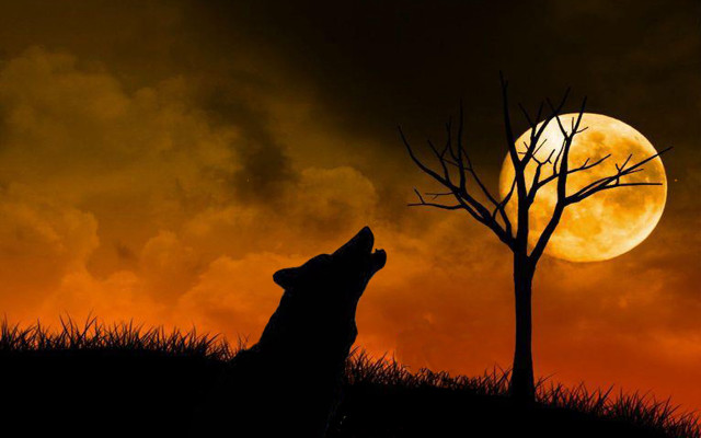Wolf full moon tree grass free wallpaper for desktop - medium preview image