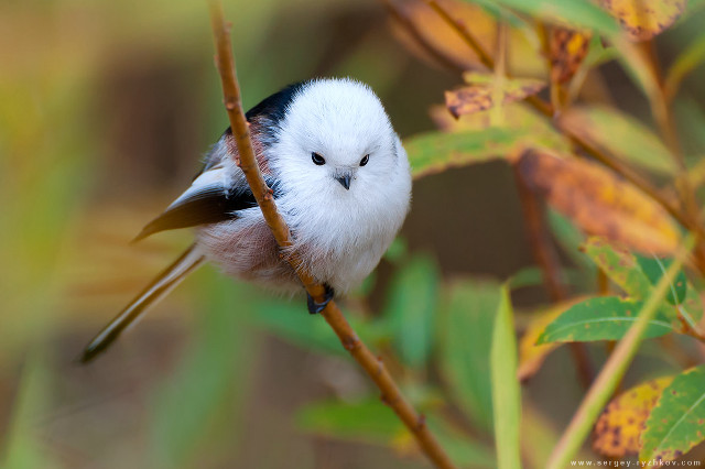 Small bird branch leaves blurry free wallpaper for desktop - medium preview image