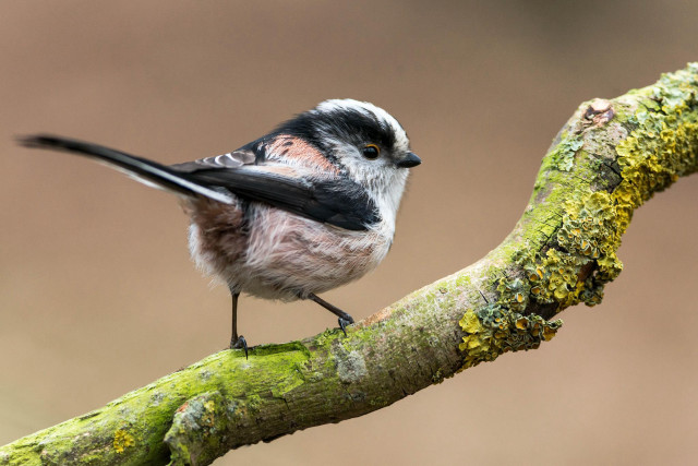 Small bird perched tree branch #6 free wallpaper for desktop - medium preview image