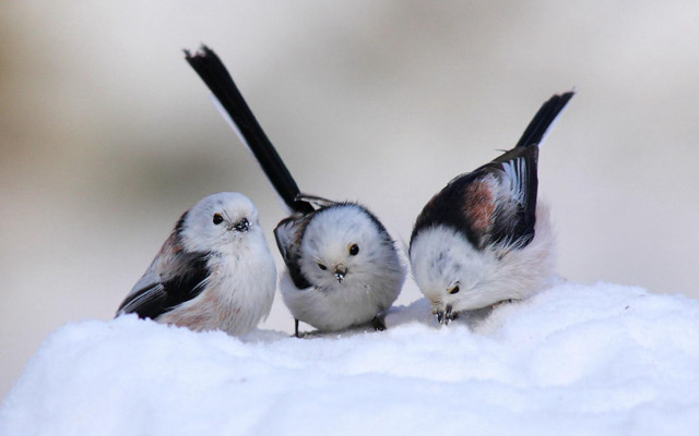 Three small birds snow covered free wallpaper for desktop - medium preview image