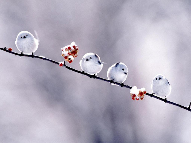 Birds branch berries sky background free wallpaper for desktop - medium preview image