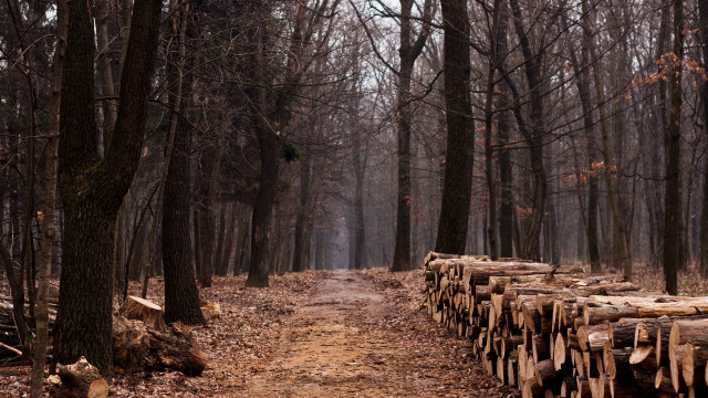 Path woods logs trees nature free wallpaper for desktop - medium preview image