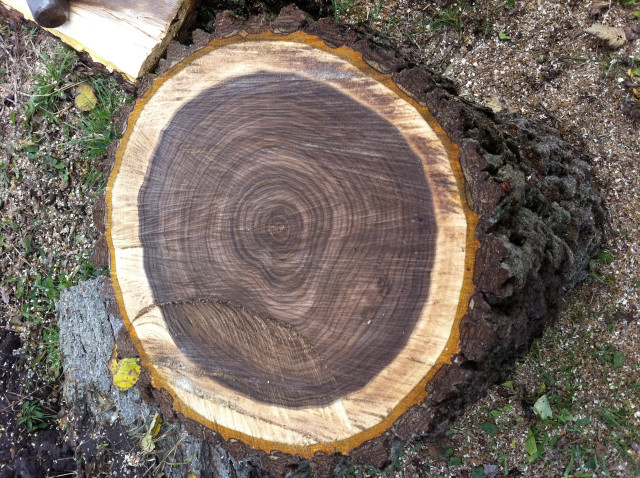 Tree stump hammer cut center free wallpaper for desktop - medium preview image