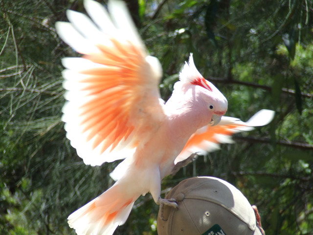 Pink white bird orange wings #2 free wallpaper for desktop - medium preview image