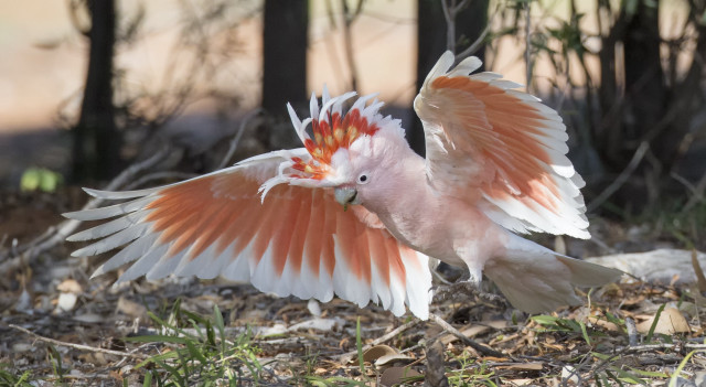 Pink white bird orange wings free wallpaper for desktop - medium preview image