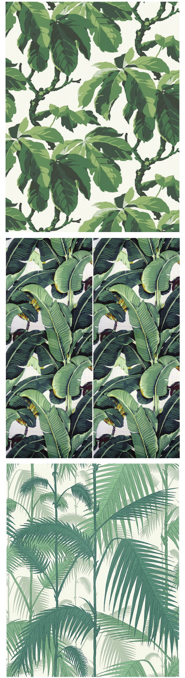 Green leaves white background palm free wallpaper for mobile - medium preview image