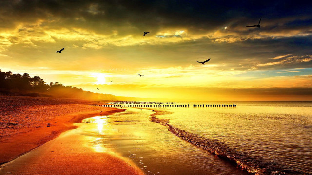 Beach birds sunset sky water free wallpaper for desktop - medium preview image