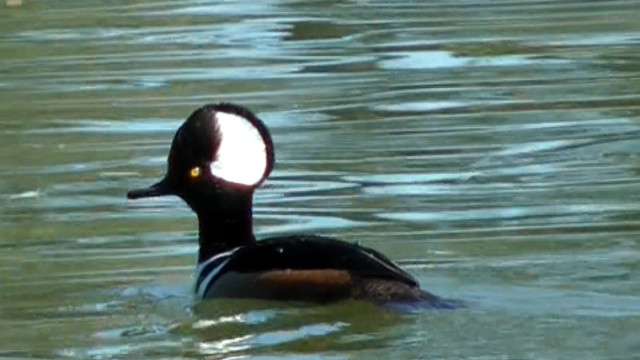 Duck swimming water light reflection free wallpaper for desktop - medium preview image