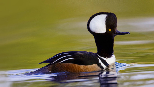 Black headed duck green pond free wallpaper for desktop - medium preview image