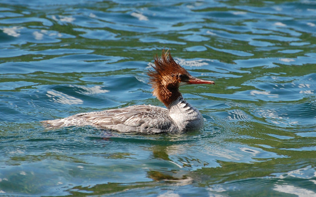 Duck red head floating wings free wallpaper for desktop - medium preview image