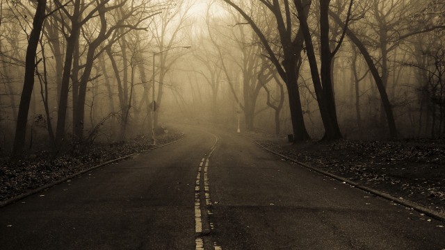 Forest road fog empty trees free wallpaper for desktop - medium preview image